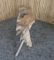 morepic-2